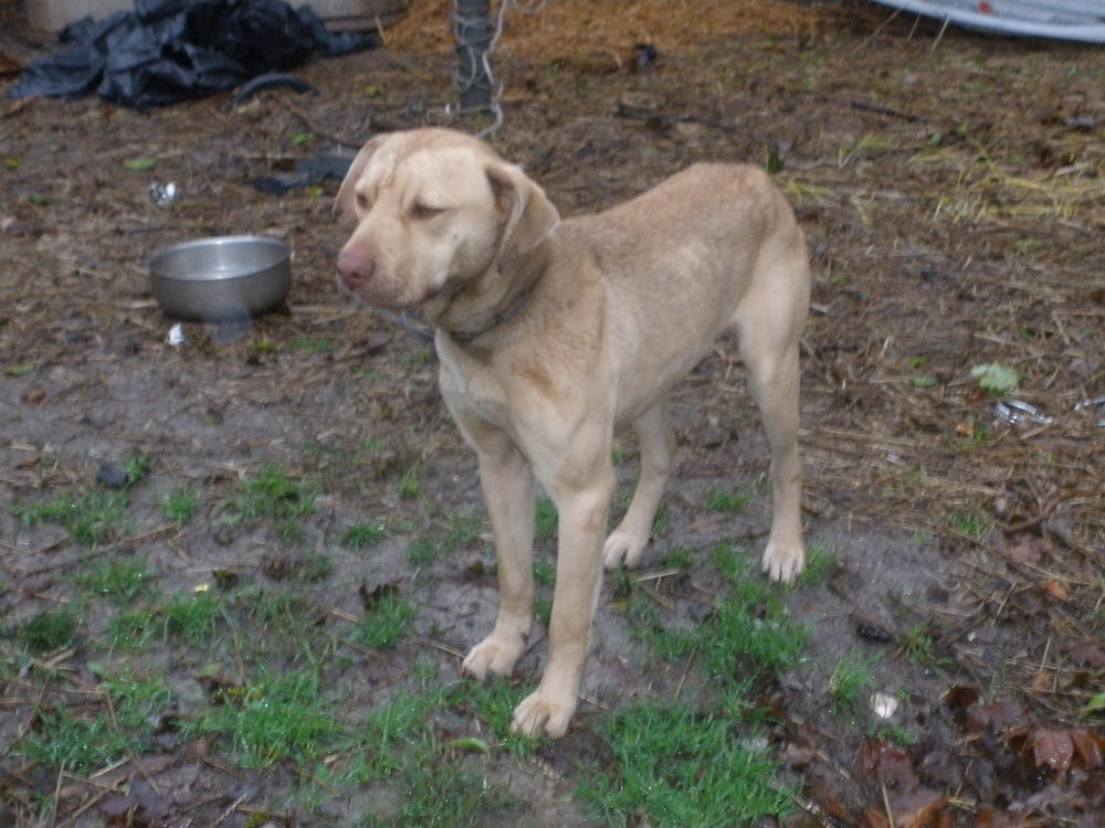 A dog who was abandoned