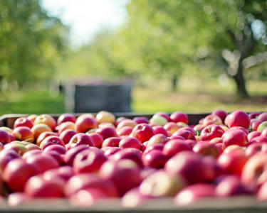 Hickory Apple Festival