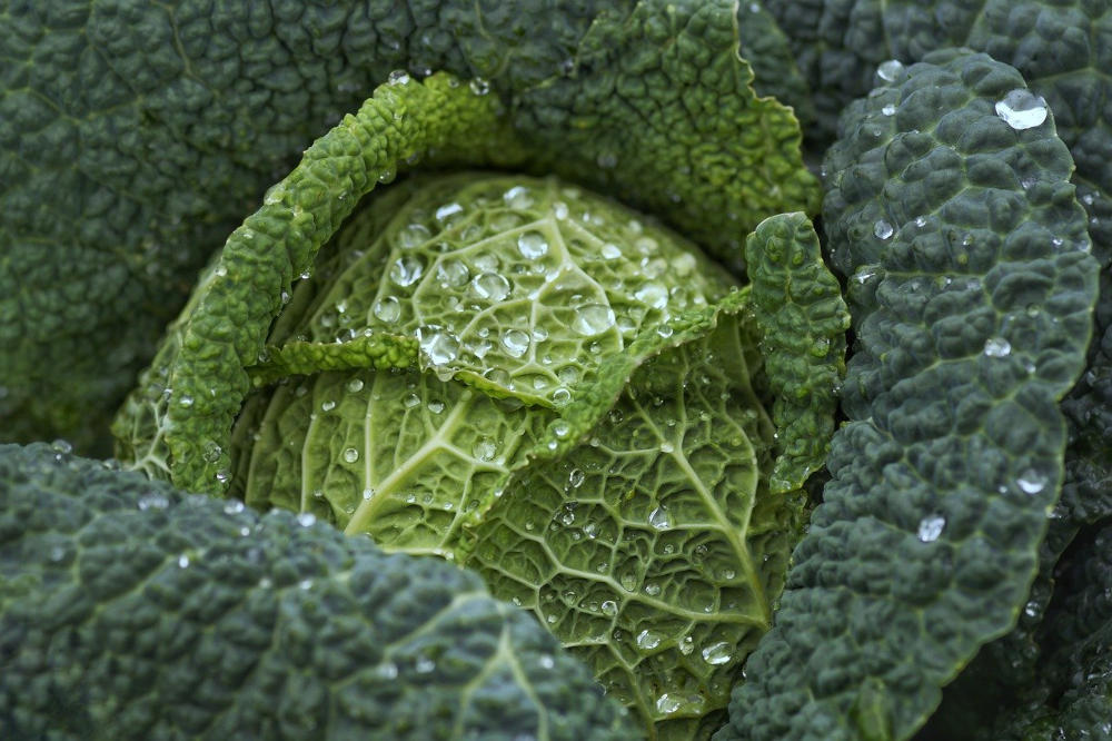 Cabbage plants with raindrops near harvest