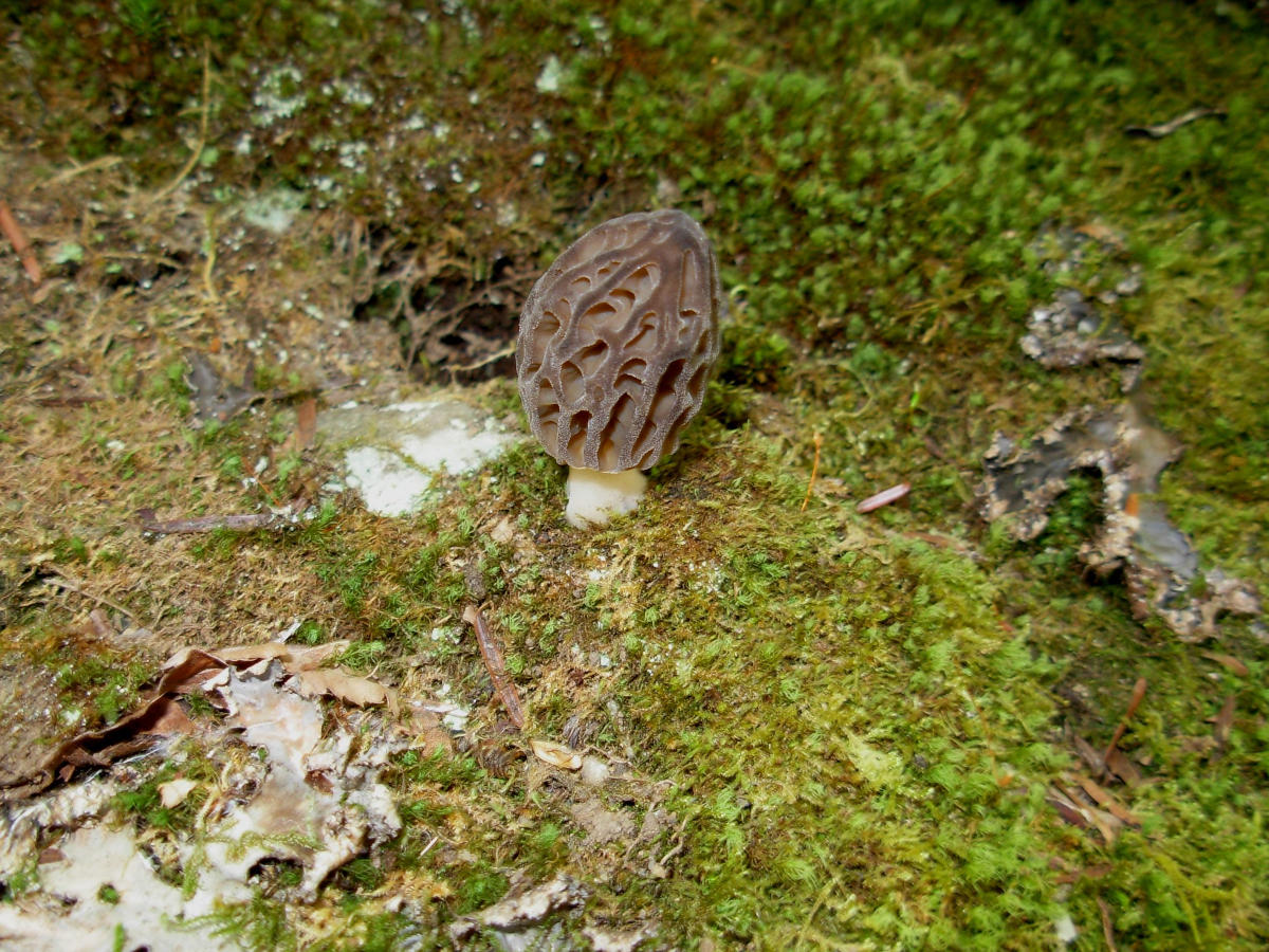 Morel mushrooms have been hunted at Cross Creek County Park