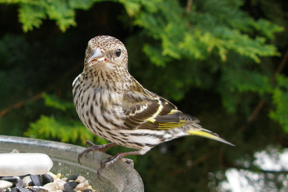 Pine Siskins are seen at Mingo Creek County Park