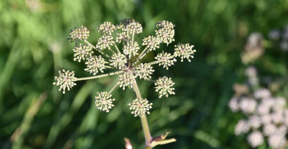 Invasive Plants