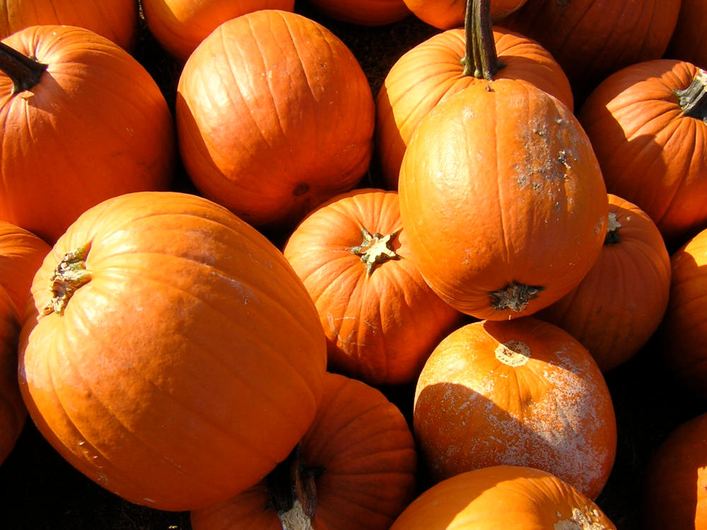 Pumpkins are part of the Halloween season