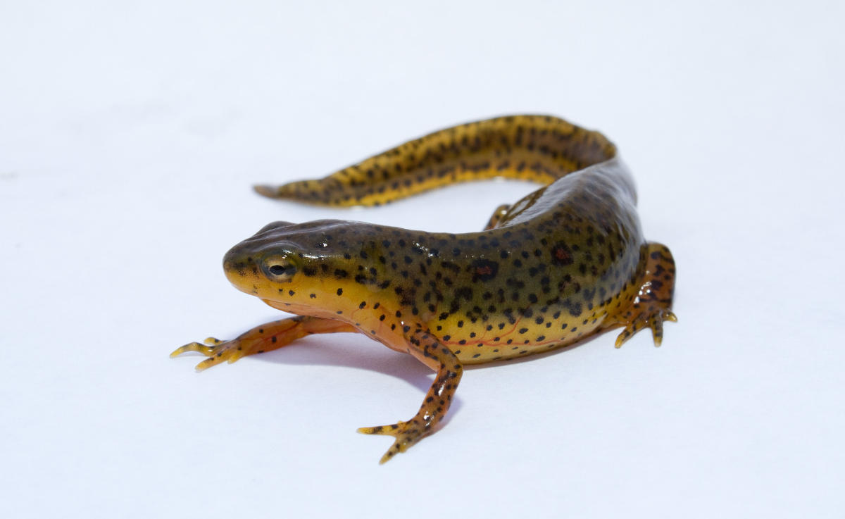 Preschoolers can learn about salamanders that live in Mingo Creek