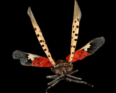 Watch Out For The Spotted Lanternfly
