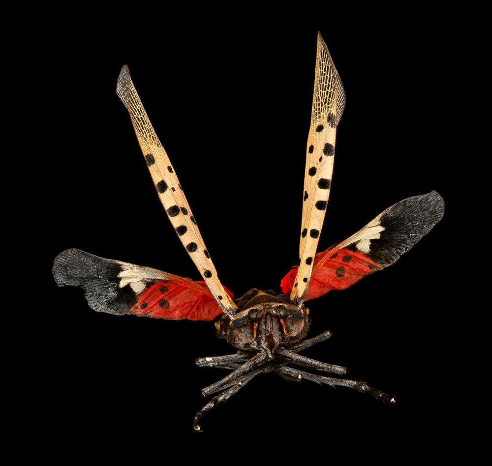 This is the spotted lanternfly