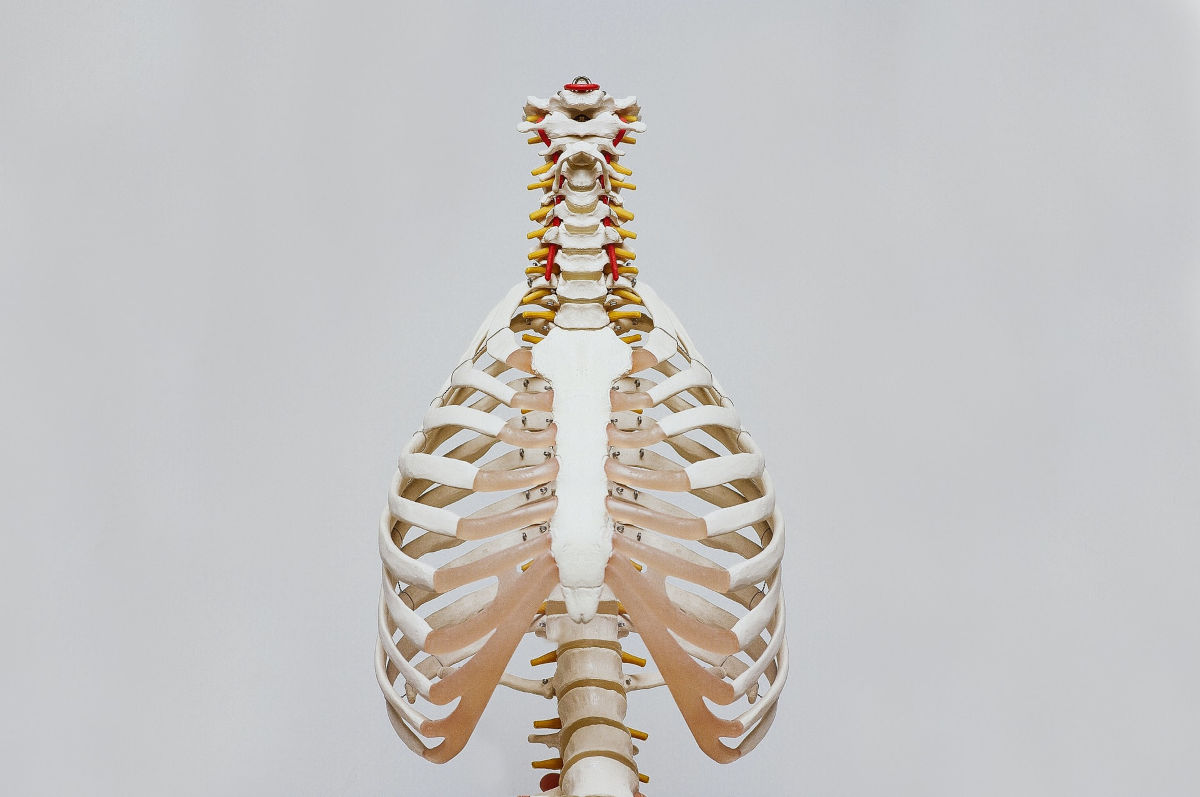 A beige & white skeleton showing the human spine