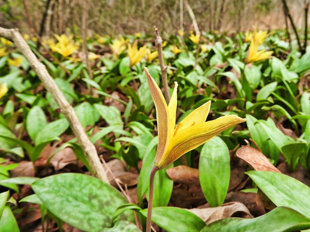 Yellow trout Lily is an early spring wildflower