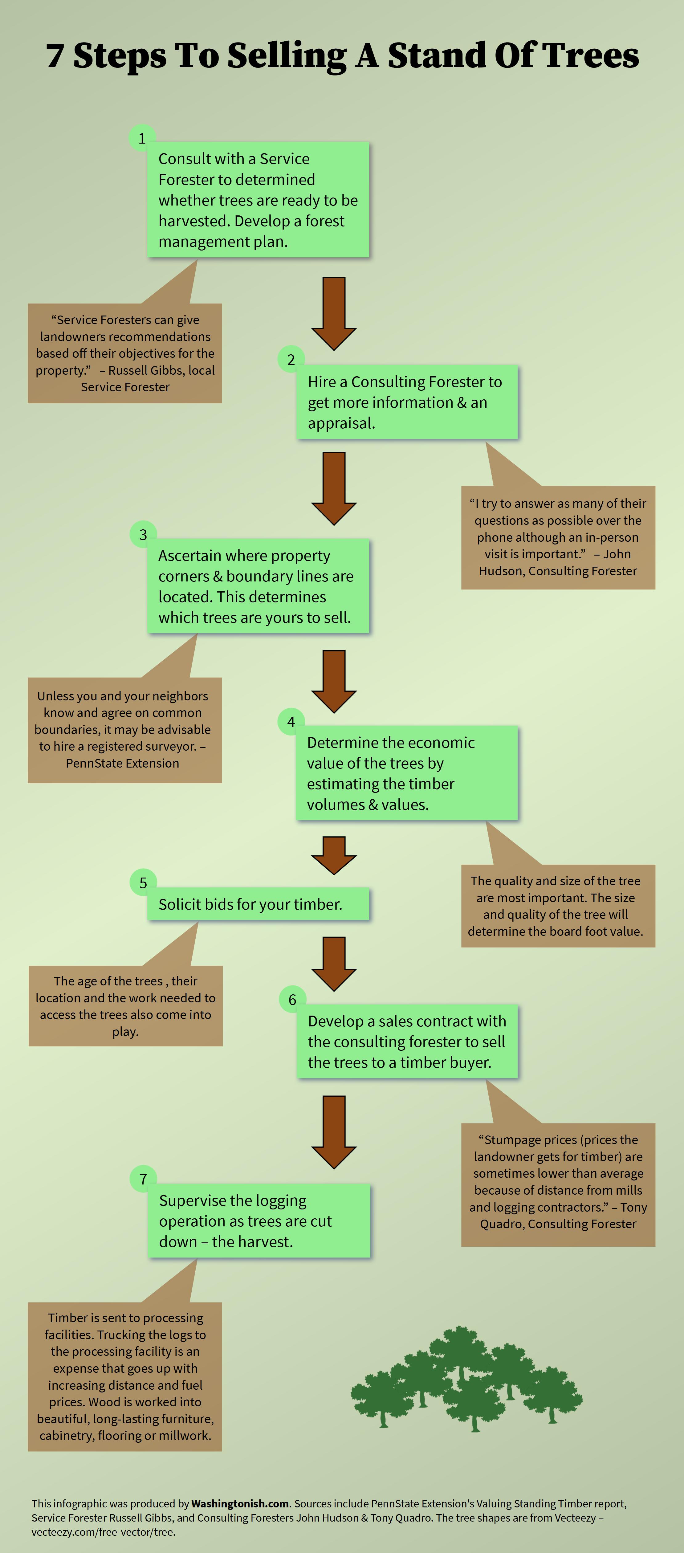 Infographic with steps to selling a stand of trees